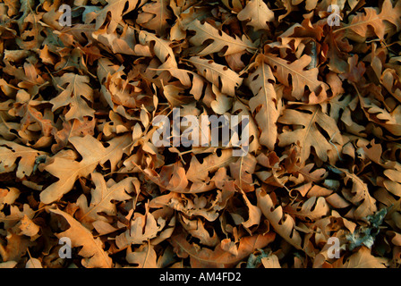 getrocknete Blätter auf dem Waldboden im Herbst Stockfoto