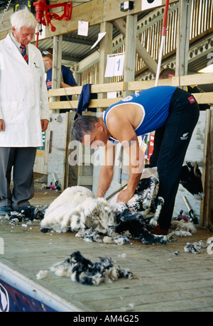 Schafe sheaer in England Stockfoto