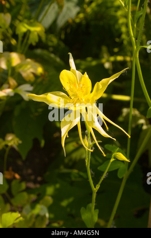 Aquilegia Chrysantha gelbe Königin Columbine Stockfoto