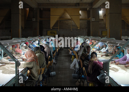 Äthiopische Qualitätskontrolle Mitarbeiter sortieren durch die Kaffeebohnen im Zentrallager, Addis Ababa, Äthiopien Stockfoto