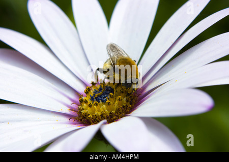 Bienen ernähren sich von Pollen daisy Stockfoto