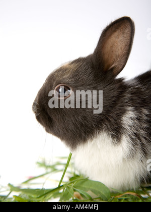 Hase in der Wiese Stockfoto