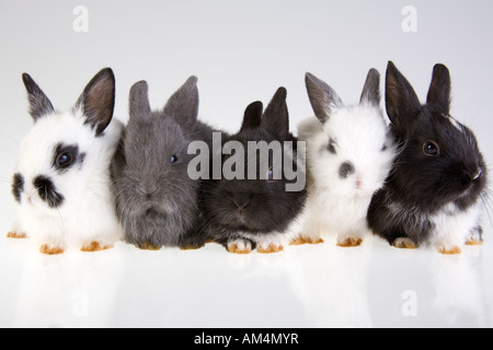 fünf Hasen auf dem grauen Hintergrund Stockfoto