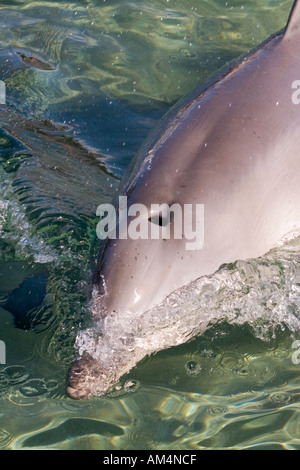 Delphin im seichten Wasser Stockfoto