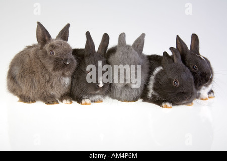 fünf Hasen auf dem grauen Hintergrund Stockfoto