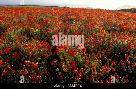 Gemeinsamen Mohn und Mais Ringelblumen auf Farm in West Pentire Cornwall England Stockfoto