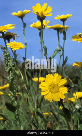 Mais Ringelblumen in Bauern Feld auf Farm Erhaltung selten landwirtschaftlichen Unkräuter wachsen Cornwall England Stockfoto