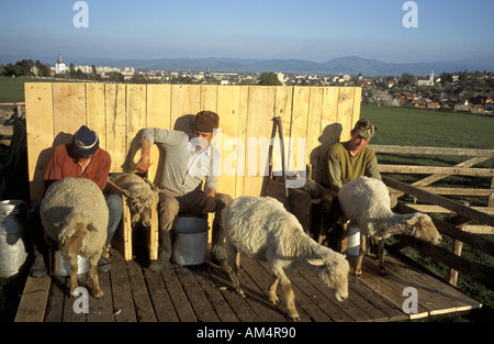Sie Milch 260 Schafe dreimal täglich zu Käse, bewacht von acht Hunde Sepsiszentgyorgy Siebenbürgen Rumänien Stockfoto