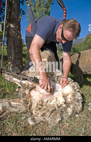 Ein mobiler Scherer schert Hausschafe in einem Garten in Hobart, Tasmanien Stockfoto