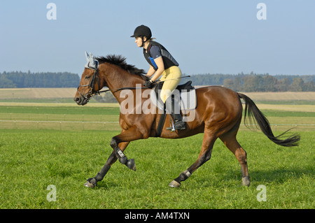 Junger Fahrer mit einem Reiten Hut und einen Körperschutz im Galopp auf Rückseite ein "American Standard gezüchtet" Pferd auf einer Wiese Stockfoto