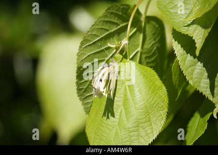 Weibliche grün geädert weißen Schmetterling 002 Stockfoto