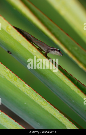 Insel Mauritius, Mauritius Wildlife Foundation auf der Aigrettes Insel Mauritius verzierten Taggecko (Phelsuma Ornata) Stockfoto