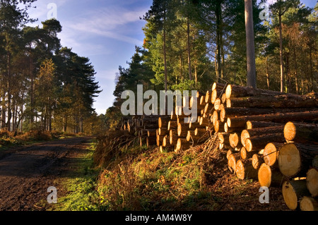 Anmeldung Operationen Delamere Wald, Cheshire, England, UK Stockfoto