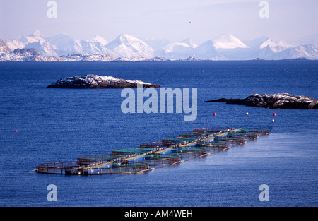 Norwegen-Lofoten-Inseln. Lachs auf dem Bauernhof norwegischen Festland im Hintergrund. Zuchtlachs exportiert auf der ganzen Welt Stockfoto