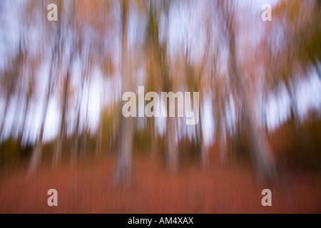 Woodland abstrakt im Herbst Coombe Dingle Bristol England Stockfoto