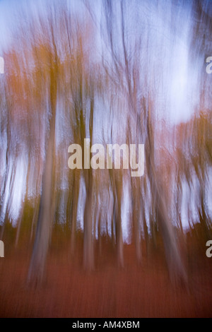 Woodland abstrakt im Herbst Coombe Dingle Bristol England Stockfoto