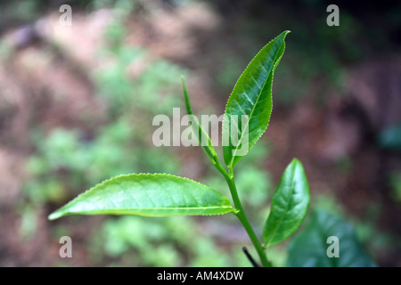 Schließen bis auf die beiden obersten Blätter und die Knospe einer Tee-Pflanze diese Blätter sind die besten für die Produktion von Tee. Stockfoto