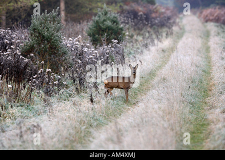 Rehwild Doe - Capreolus Capreolus in frostigen Fahrt Stockfoto