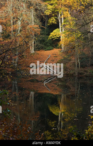 Eine herbstliche Wald Szene reflektiert in einem ruhig und still See besessenen Fuhrleute Wells in Grayshott England genommen vertikal Stockfoto