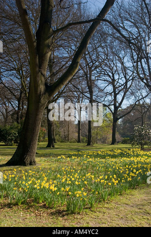 Frischen Frühlingsblumen Stockfoto