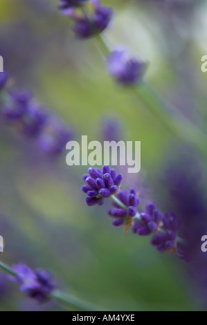 Lavendel Hidcote Lavandula Angustifolia in einem Dorset Garten PR England UK Stockfoto