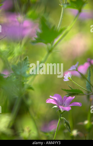 Geranium Endressii in einem Dorset Garten PR England UK Stockfoto