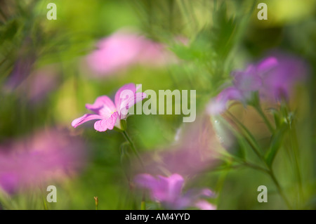 Geranium Endressii in einem Dorset Garten PR England UK Stockfoto