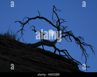 Mond hinter toter Baum in der Dämmerung Stockfoto