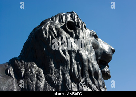 Leiter der bronzenen Löwen am Fuße des Nelson Säule Trafalgar Square, London, England Stockfoto