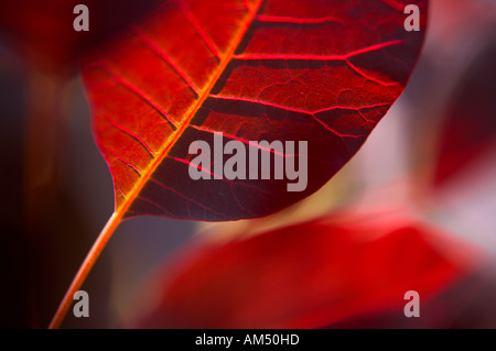 Cotinus Coggygria royal purple in einem Dorset Garten PR England UK Stockfoto