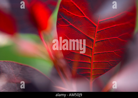 Cotinus Coggygria royal purple in einem Dorset Garten PR England UK Stockfoto