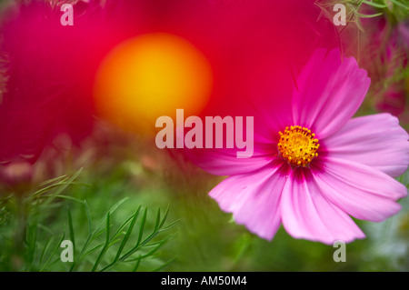 Cosmos Bipinnatus in einem Dorset Garten PR England UK Stockfoto