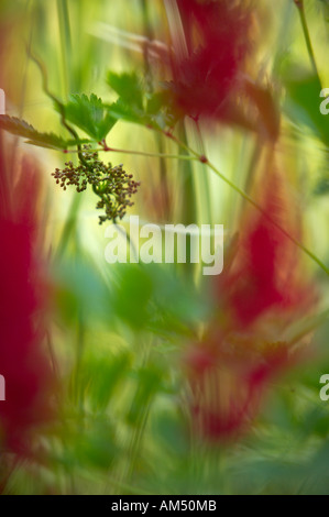 Detail einer Astilbe in einem Dorset Garten PR England UK Stockfoto