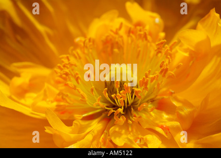 gelben Mohn hautnah Stockfoto