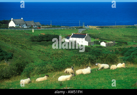 Hütten und Schafe auf Fanad Head im County Donegal in Irland Stockfoto