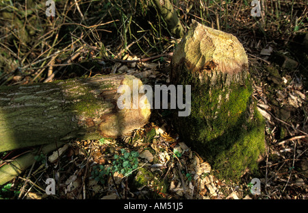 Millingerwaard Biber Markierungen auf einem Baum Stockfoto