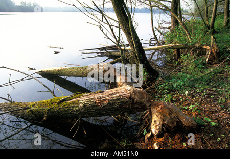 Millingerwaard Biber Markierungen auf einem Baum Stockfoto