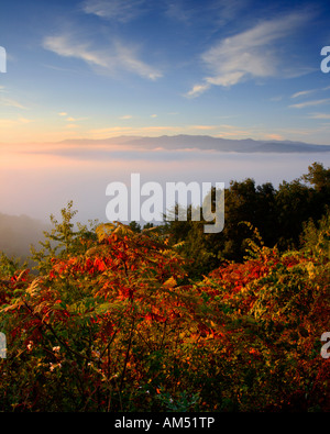 WILDE SUMACH BEI SONNENAUFGANG AUSLÄUFERN PARKWAY GREAT SMOKY MTNS NATIONALPARK TN Stockfoto