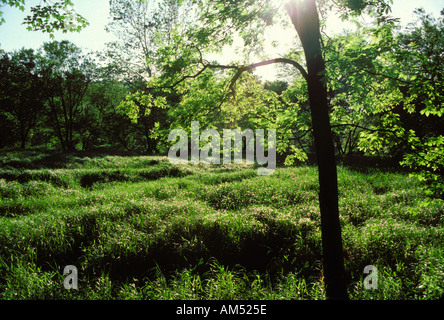 field of tall grass and trees Stockfoto