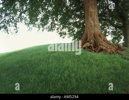 Ein großer Laubbaum auf grasbewachsenen Hügel Stockfoto