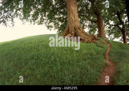 Ein großer Laubbaum auf grasbewachsenen Hügel mit einem Fußweg durch den Rasen Stockfoto