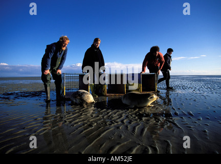 Ecomare Texel das Freigeben der Seehunde auf den Sandbänken des wad Stockfoto