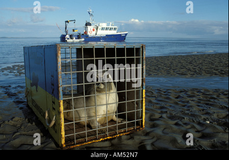 Ecomare Texel das Freigeben der Seehunde auf den Sandbänken des wad Stockfoto