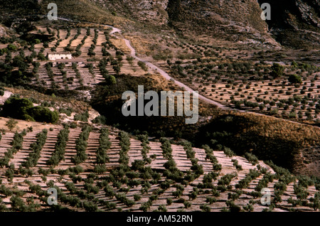 Reihen von Olivenbäumen, beleuchtet durch Sonnenlicht am frühen Morgen in der Nähe von Jodar in Jaen Provinz Süd-Spanien Stockfoto