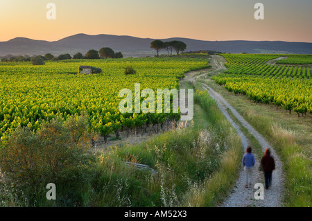 zwei Wanderer auf einer Strecke durch einen Weinberg nr Gignac im Morgengrauen l Herault Valley Languedoc Frankreich NR Stockfoto