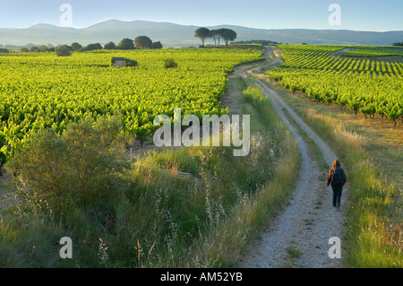 ein Wanderer auf einer Strecke durch einen Weinberg nr Gignac im Morgengrauen l Herault Valley Languedoc Frankreich NR Stockfoto