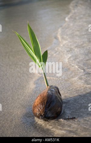 Gestrandeter Kokosnuss Keimen. Stockfoto