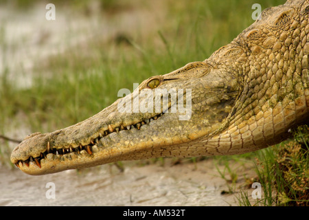 Nil-Krokodil - Crocodylus niloticus Stockfoto