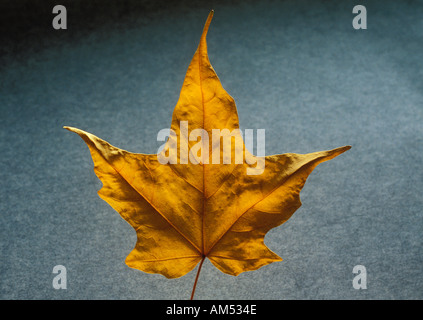 gelbe Ahornblatt auf Blau als Symbol der Herbst oder Herbst Saison Stockfoto