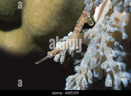Nahaufnahme von einer Seenadeln versteckt in Koralle Stockfoto